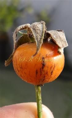 Hypanthium bearing achenes